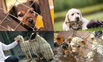 Barınakların Önemi ve Amacı