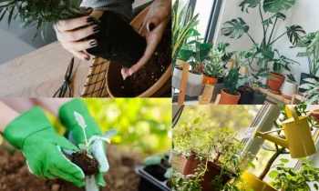 Bitki Bakımı Bitkiler Nasıl Büyür?