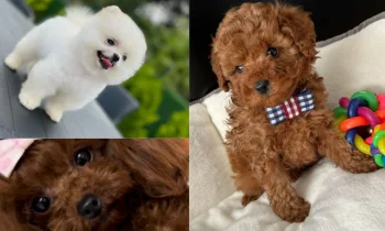 Poodle Köpek Irkında Görülen Yaygın Sağlık Sorunları