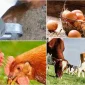 Organik Köy Yumurtasının Özellikleri