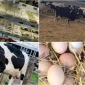 Organik Yumurta Nasıl Anlaşılır?