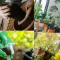 Bitki Bakımı Bitkiler Nasıl Büyür?