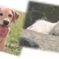 Köpek Mamaları Nasıl Kullanılmaktadır